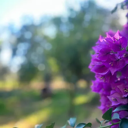 A Casa D Irene Koropi