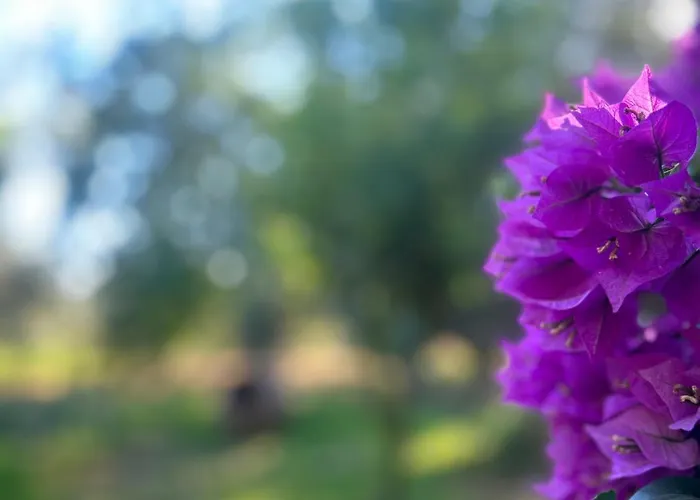 A Casa D Irene Koropi